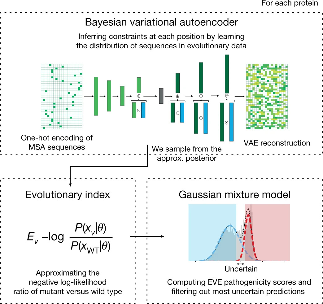 Disease variant prediction with deep generative models of evolutionary data