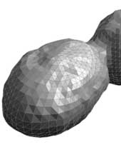 Automating Asteroid Shape Modeling From Radar Images